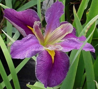 Louisiana Iris - Pam Truscott